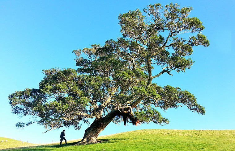 Tree